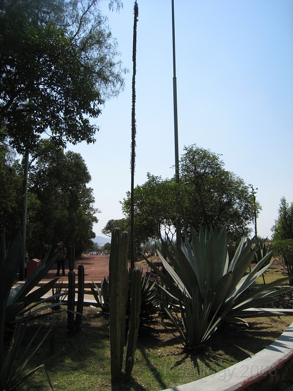Mexico Pyramids - Mexico City 2009 1015.jpg - A trip to the Teotihuacan area of Mexico to visit the pyramids. A vast complex and a great climb to the top. This was followed by lunch in a cave, then a visit to the historical center of Mexico City. March 2009.
